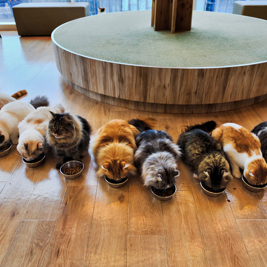 Tokyo Catcafe