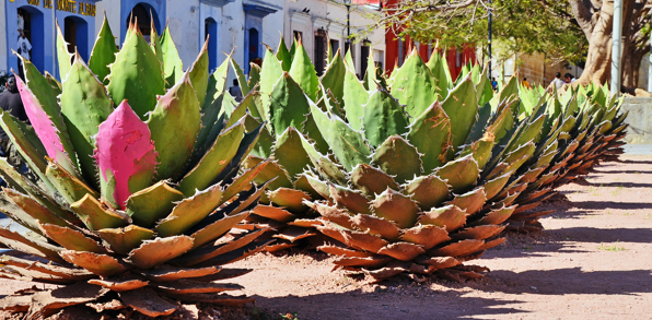 mexico - mexico_kaktus_02