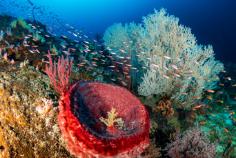 Koh Chang Snorkling Koraller