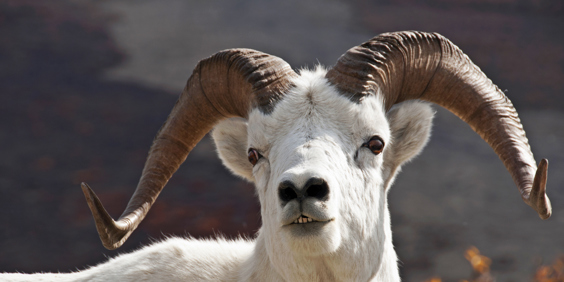 denali national park_dyr_vaedder_01