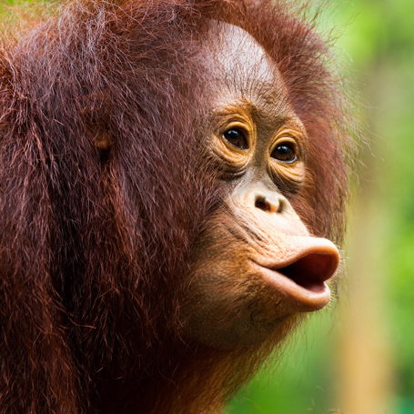 Indonesien - sumatra_bukit lawang_orangutang_06