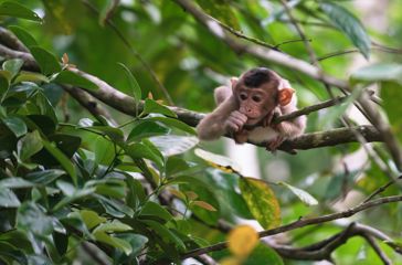 Sukau Rainforest Makakabe 2548575595