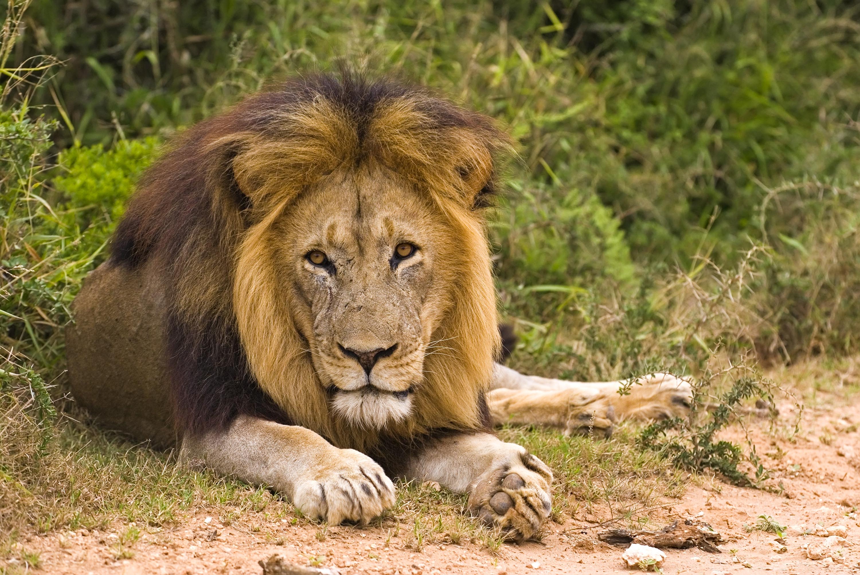 sydafrika - sydafrika_natur_loeve_02