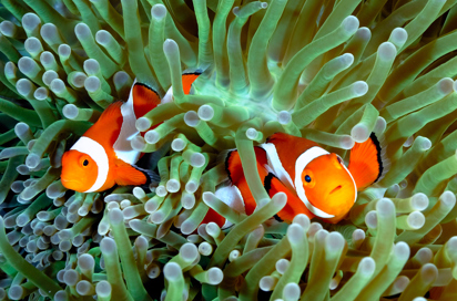 Flores Snorkling As 444136087