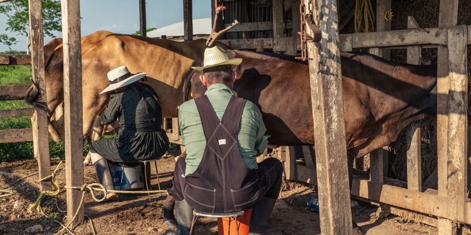 Reel Landbrug Mennonitter 1851634066
