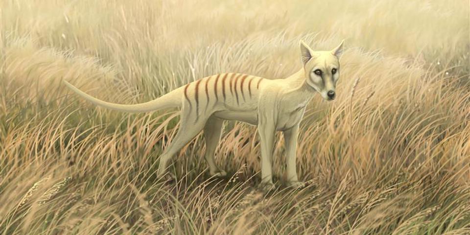 Den Tasmanske Tiger