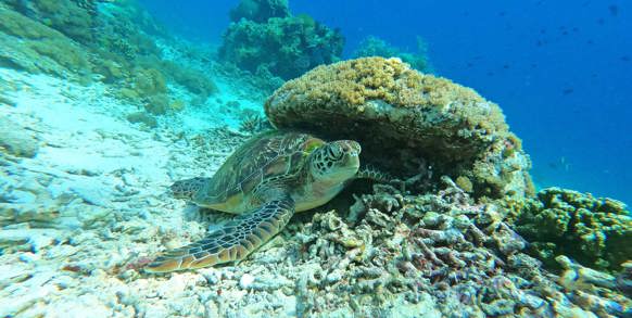 Havskildpadde
