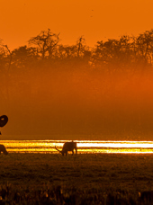 Kkziranga National Park 03 Gettyimages 1227079384