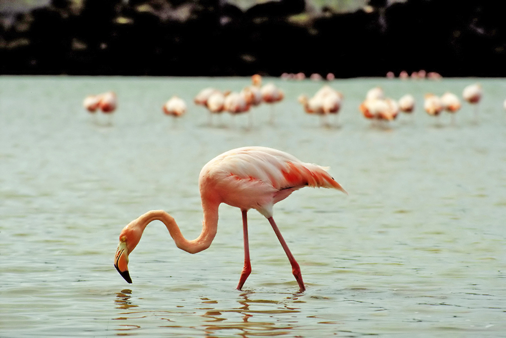 galapagos_flamingo_01