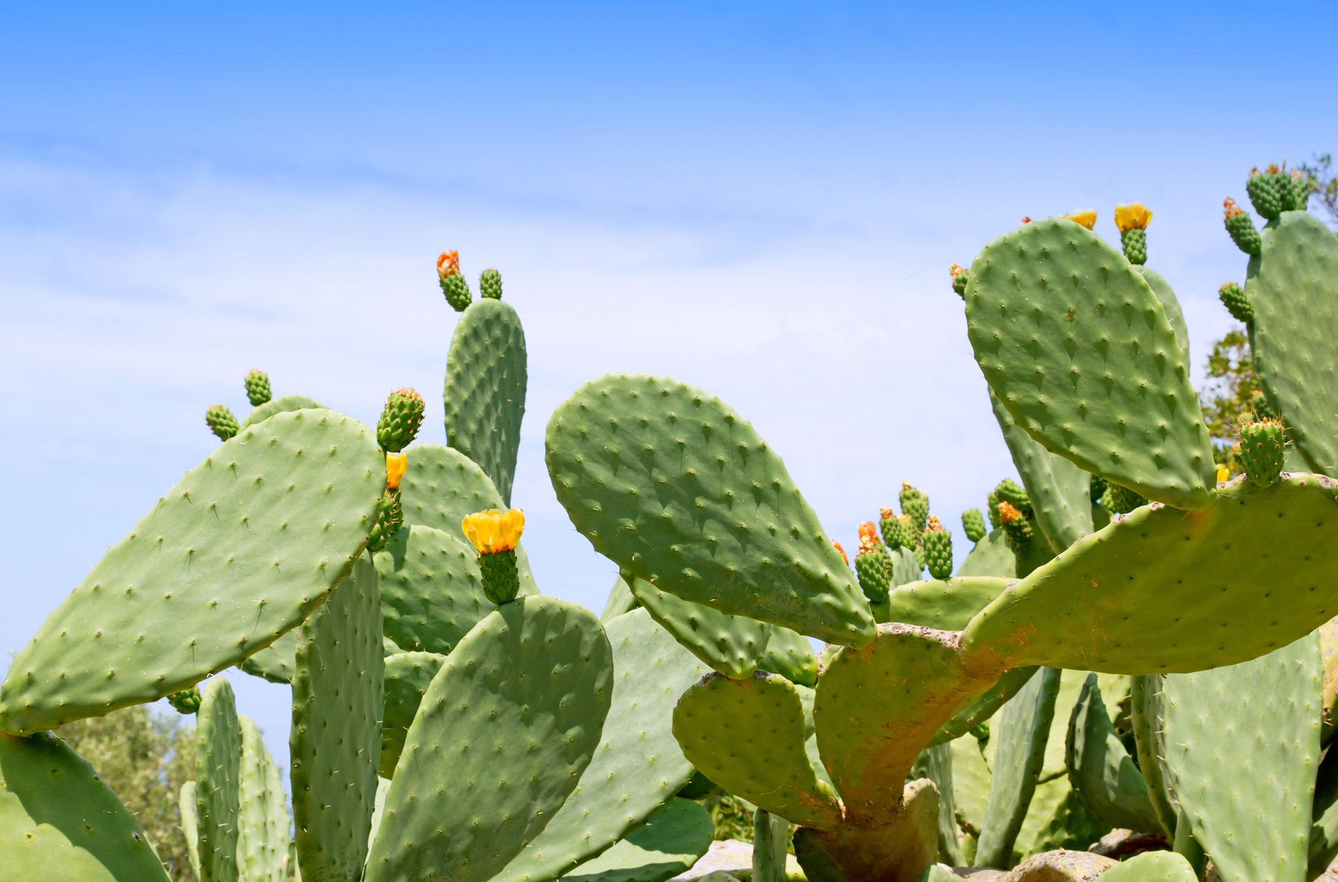 mexico - mexico_kaktus_03