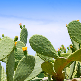 mexico - mexico_kaktus_03