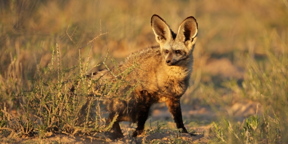 Flagermusøret Ræv , Shy Five