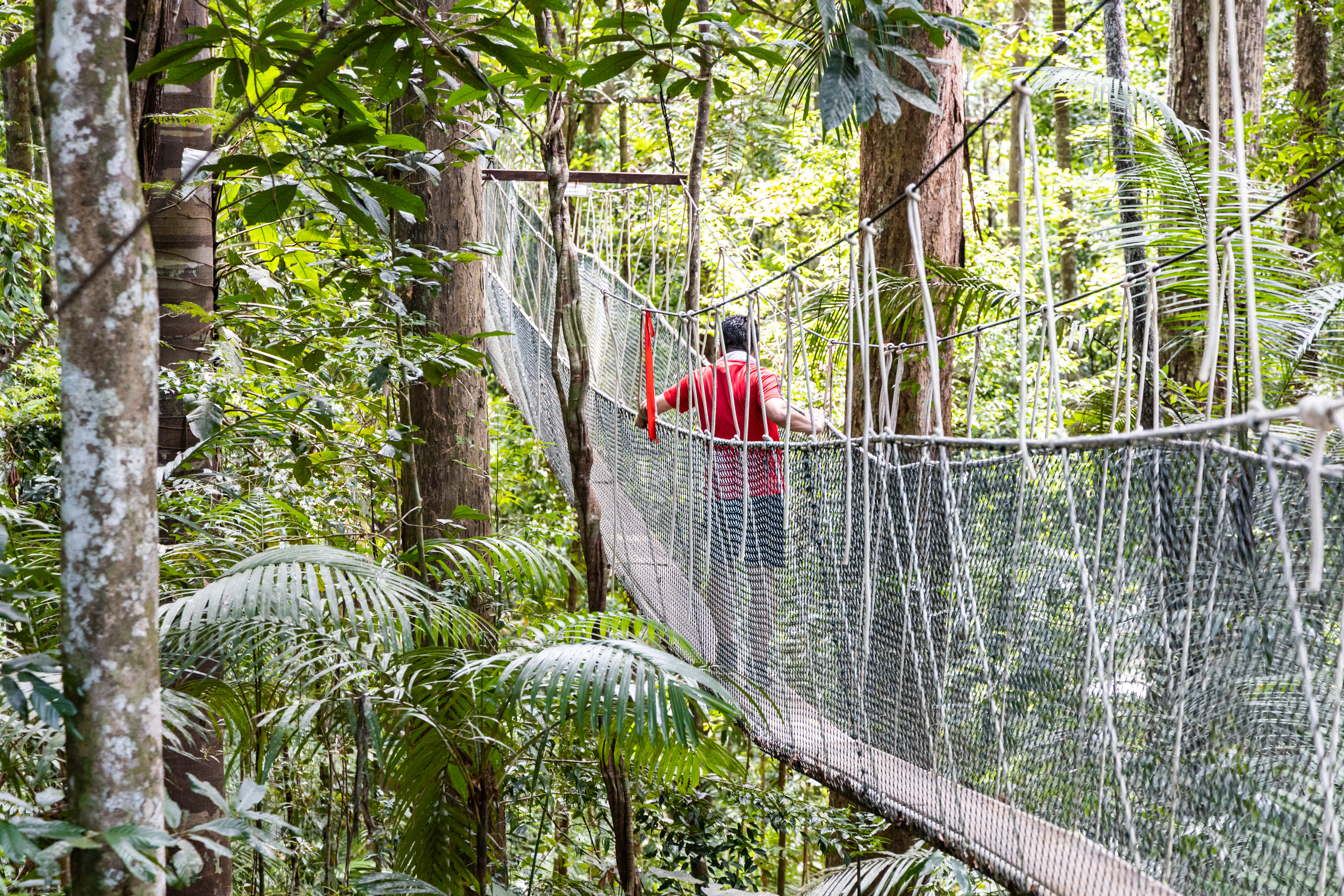 Canopy Walk Taman Negara