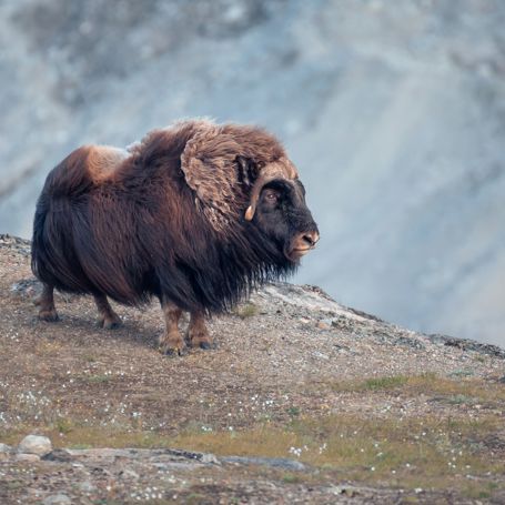 Kangerlussuaq Moskusokse 2580605645