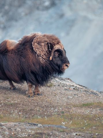 ...og på vejen hertil kan I være heldige at se moskusokser.
