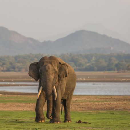 Wilpattu National Park Elefant 01 2380878609