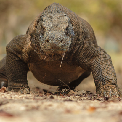 bali - komodo_varan_08