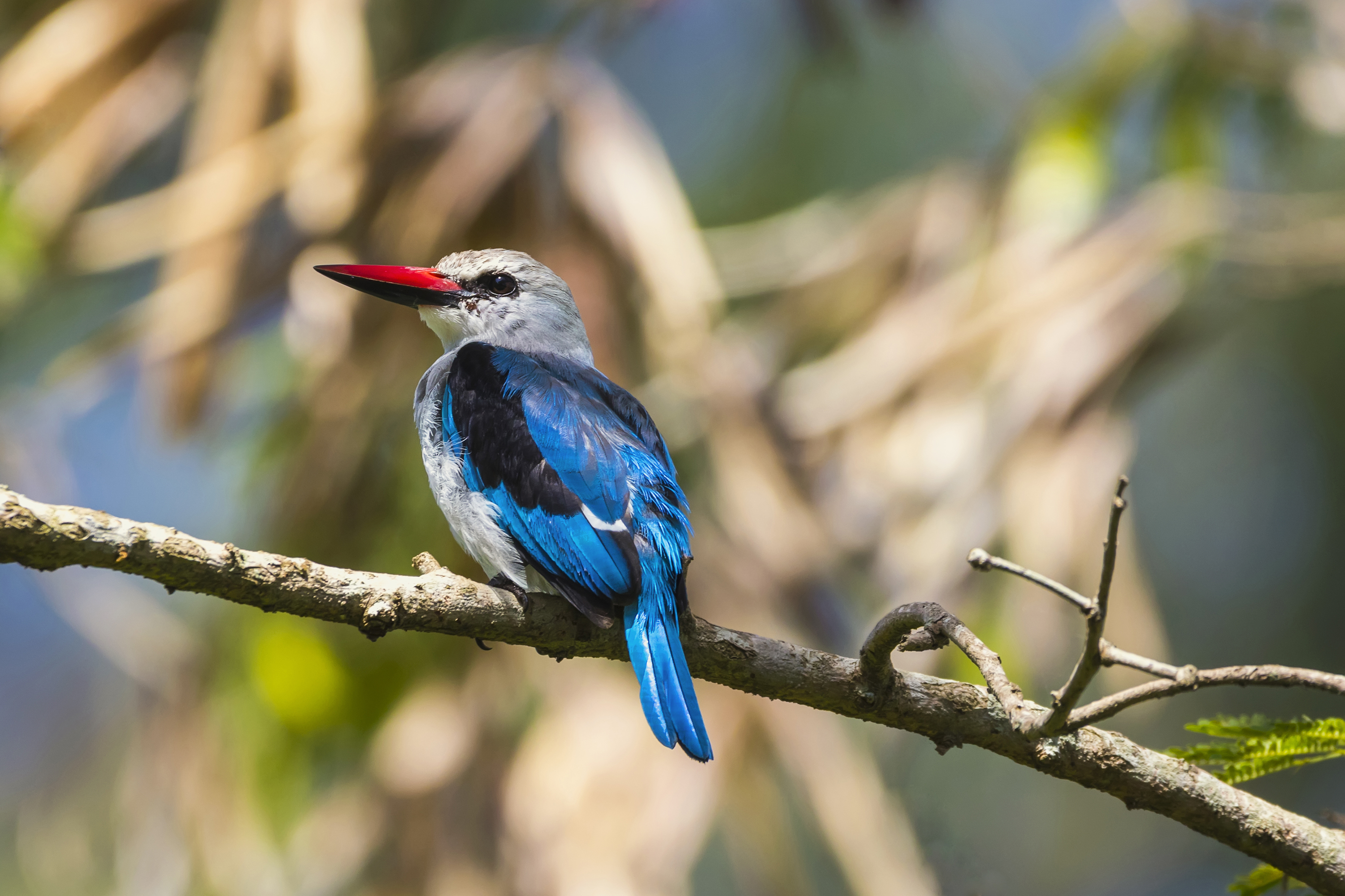 Uganda Entebbe Botanical Gardens Woodland Kingfisher On Branch
