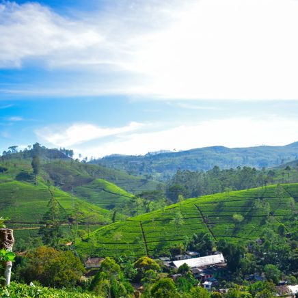 Pekoe Trail Nuwara Eliya Teplantage 2 Vandring 437188943