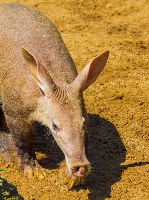 Myreløven, Shy Five