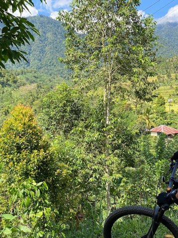 bali - Cykel_Sudaji_02