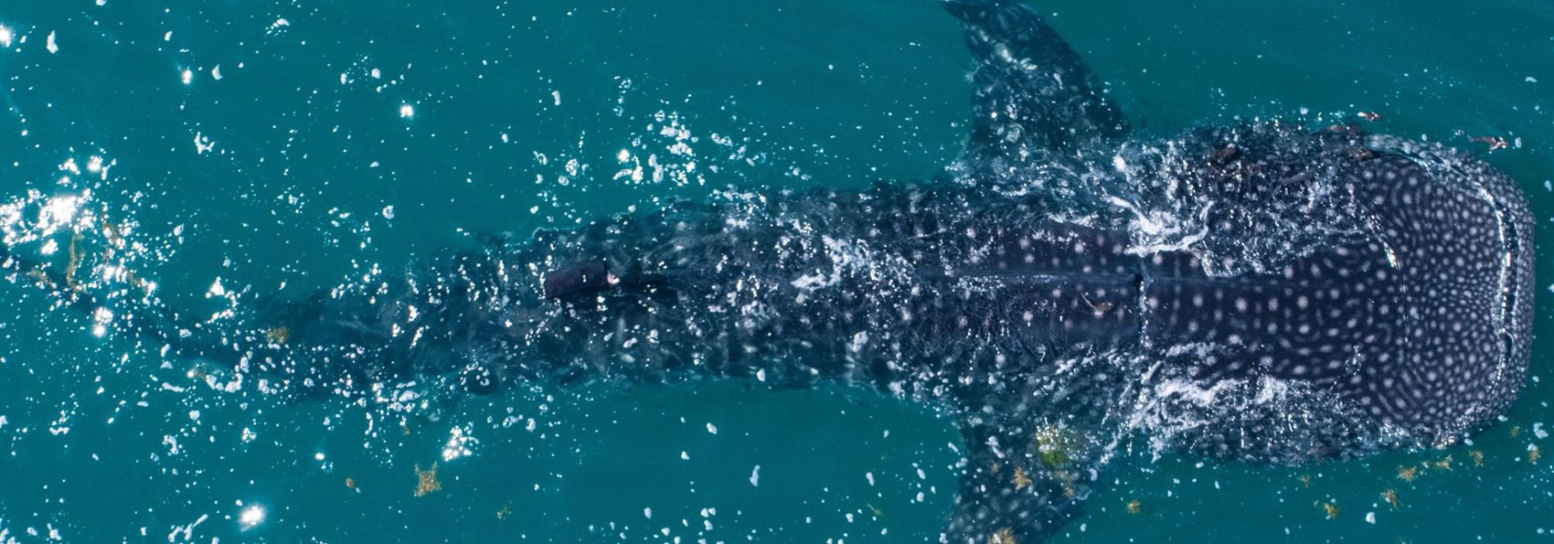Mexico La Paz Baja California Hvalhaj Whale Shark