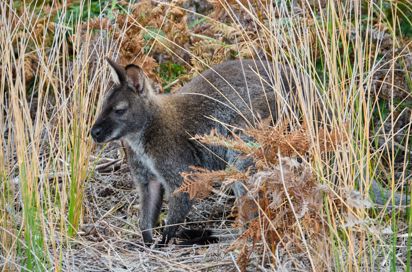 Australien Tasmanien Freycinet Halvøen Necked Wallaby Wineglass Bay Beach