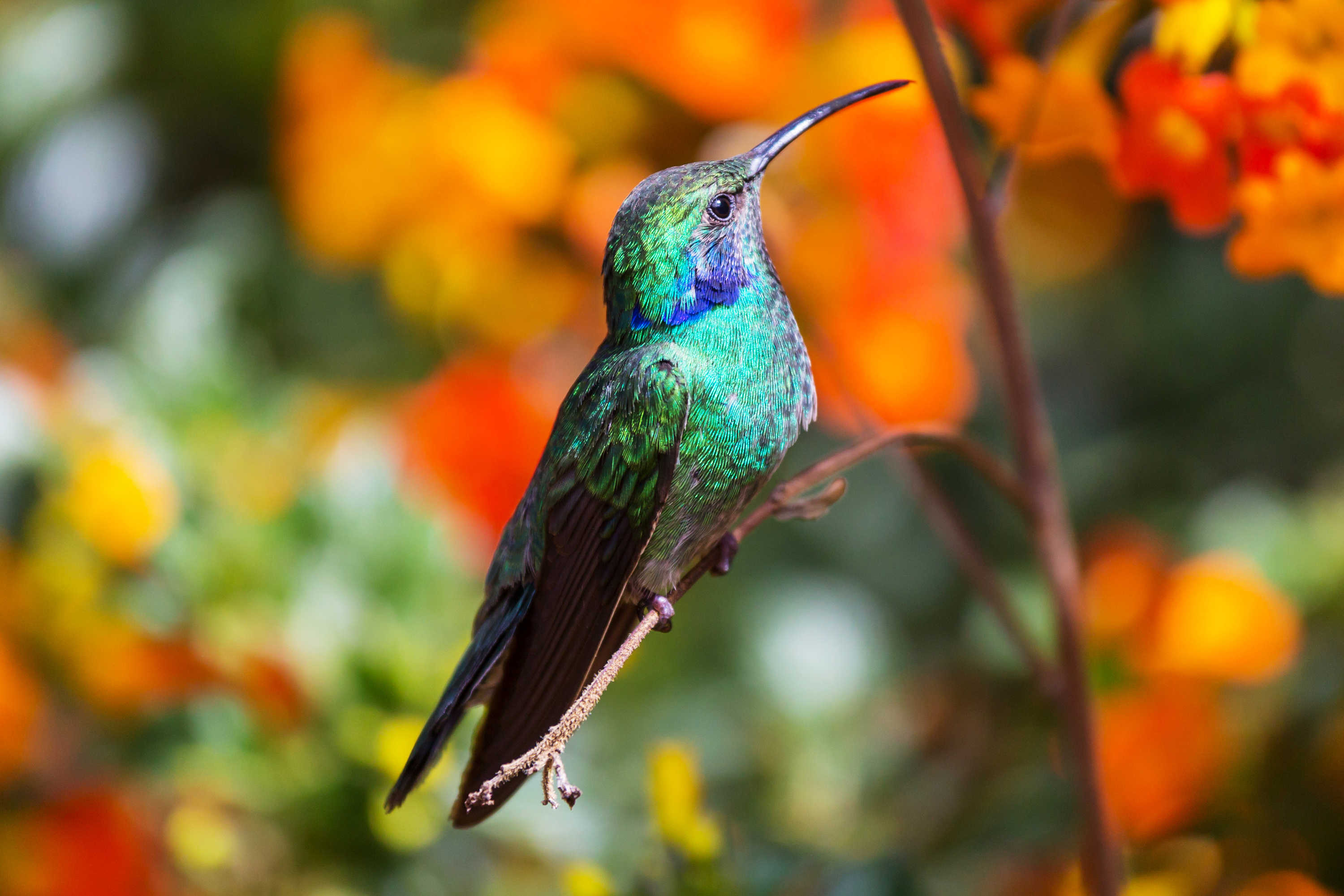 costa rica - kolibri_04