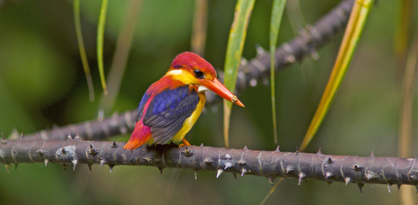 borneo_fugl_orientalsk dværgisfugl_01