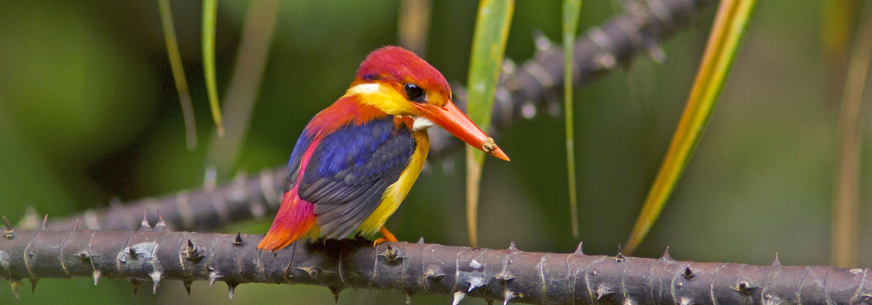 borneo_fugl_orientalsk dværgisfugl_01