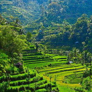 Opdag den landlige idyl omkring Ubud