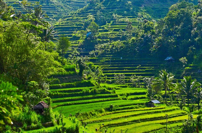 bali - ubud_rismark_01_HF