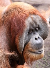malaysia/borneo - borneo_orangutang_05_hf