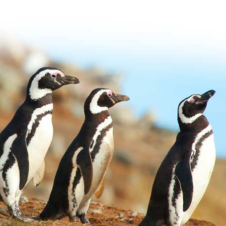 argentina - argentina_magellanpingviner_01 2