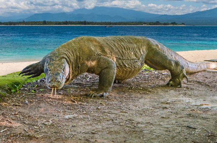 bali - komodo_varan_03
