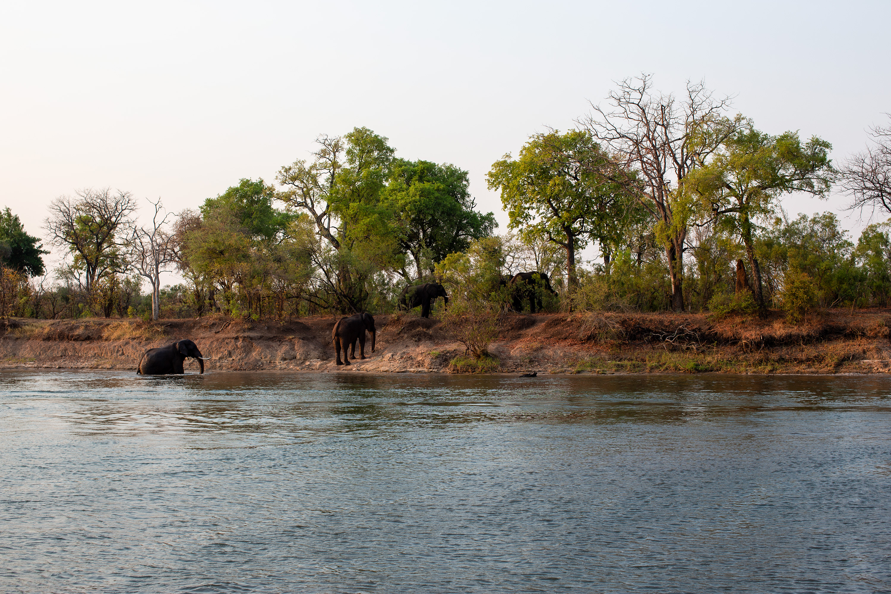 Zimbabwe 2025 Mikkel 0822 Elefanter Ved Zambezi Floden