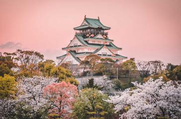 Osaka Castle Sakura