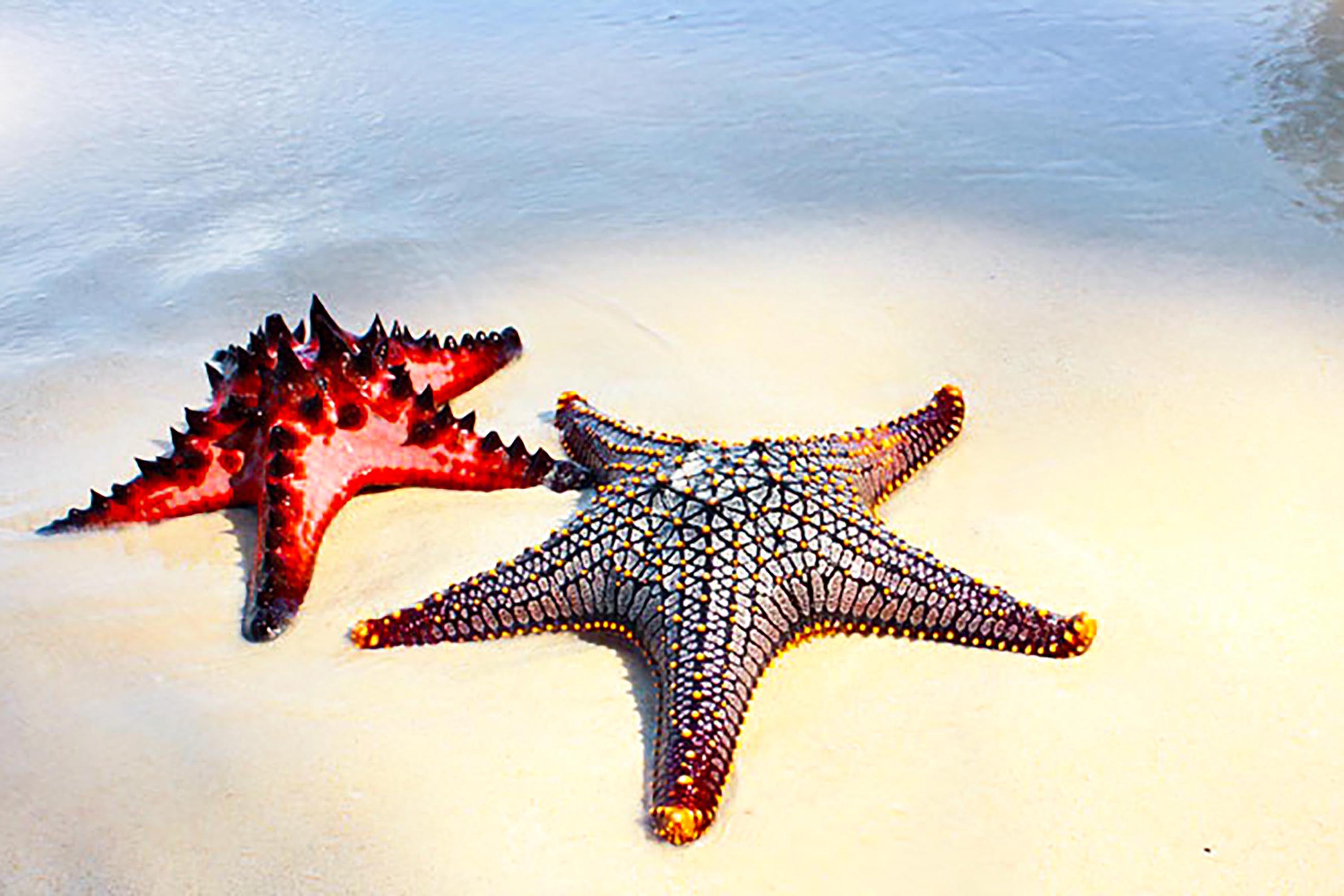 thailand - phi phi_strand_soestjerne_01