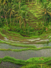 bali - ubud_rismark_38