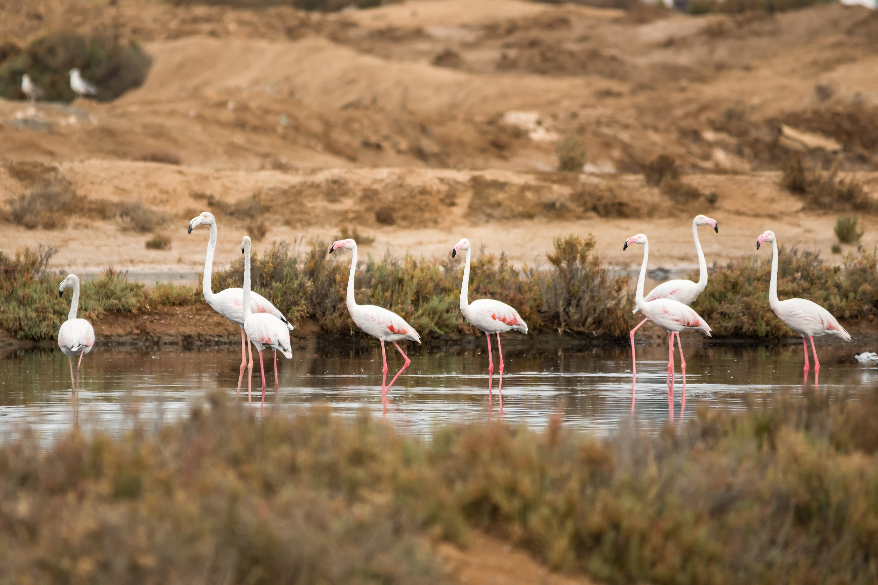 Flamingo_ria formosa_01