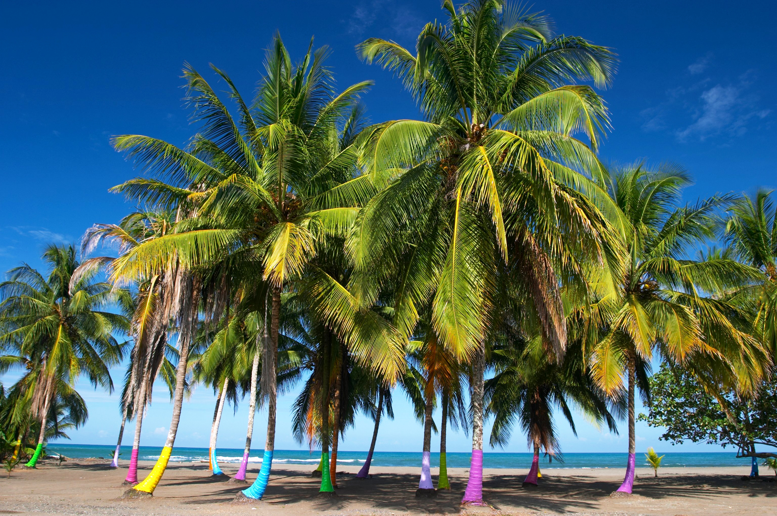 costa rica - costa rica_palme_01