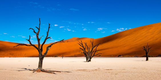 Deadvlei Døde Træer 01 1038660217