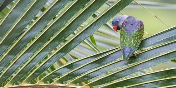 Malaysia Taman Negara Nationalpark Blue Naped Parrot Orange Beak