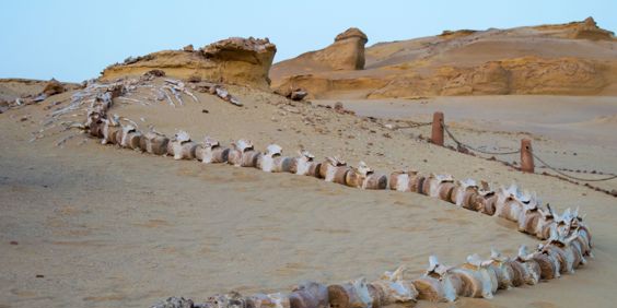 Egypt Fayoum Wadi Elhitan Fossil Skeleton