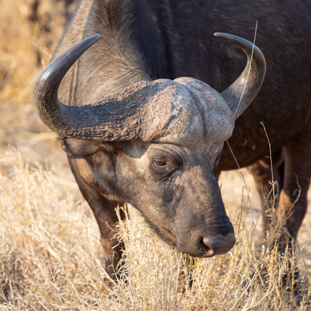 Sydafrika 2025 Mikkel 0194 African Buffalo