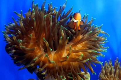 bali - bali_dykning_fisk_01_HF