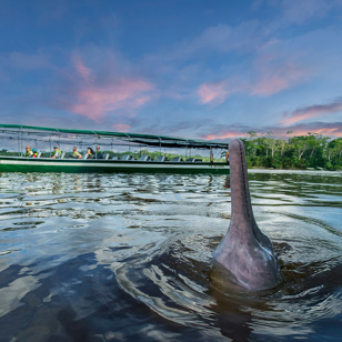 Ecuador Amazonas Flodkrydstogt Manatee Delfin