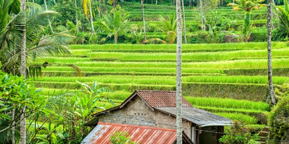 bali - bali_rismark_01