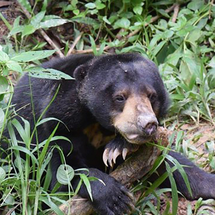 ..også solbjørnene beskyttes her i reservater.