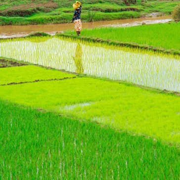 madagaskar_rismark_04